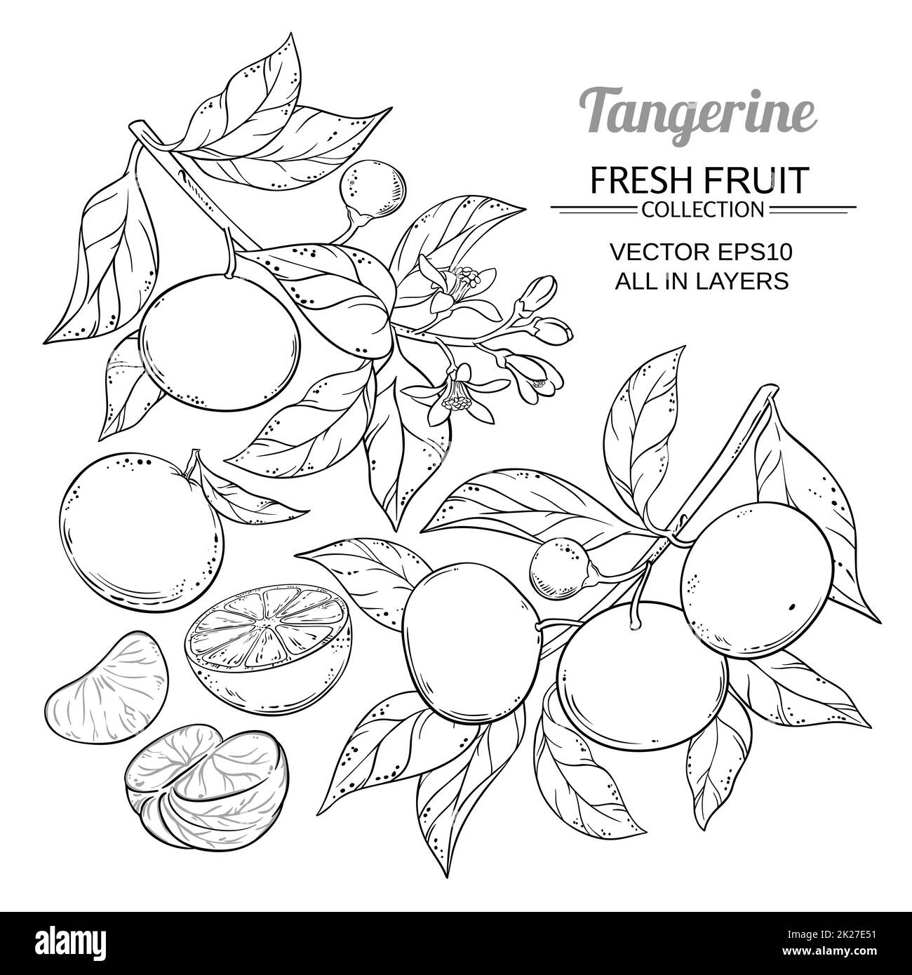 tangerine branches vector Stock Photo Alamy