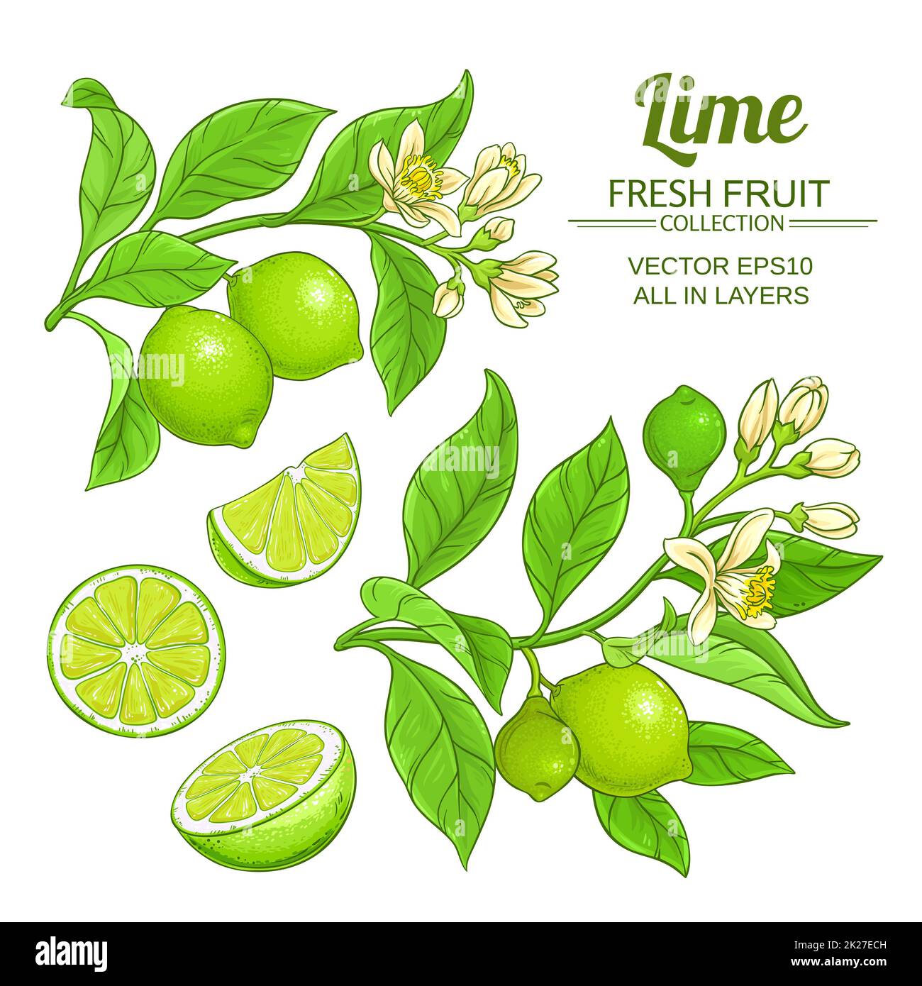 lime branches vector set Stock Photo - Alamy