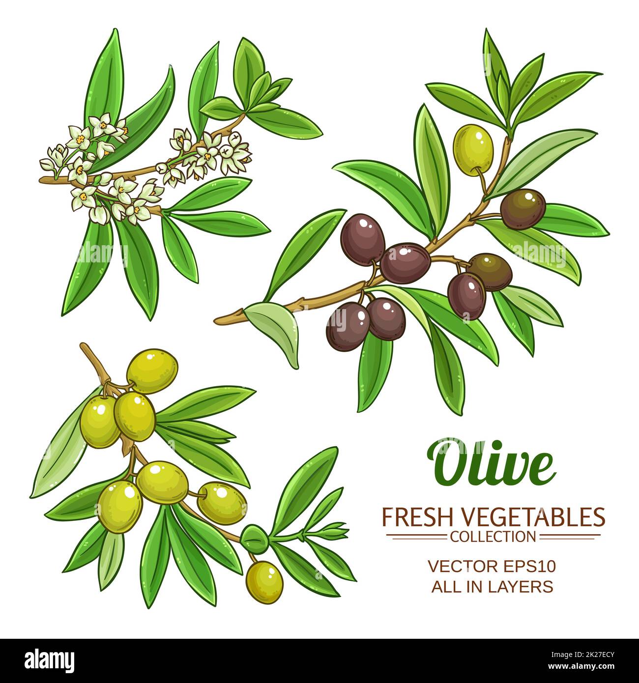 olive branches vector set Stock Photo