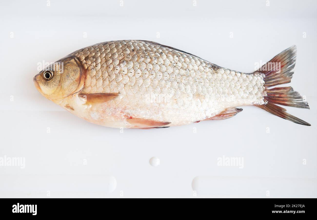 Freshly caught crucian fish lies on a white stand. Catch trophy. View from above. Stock Photo