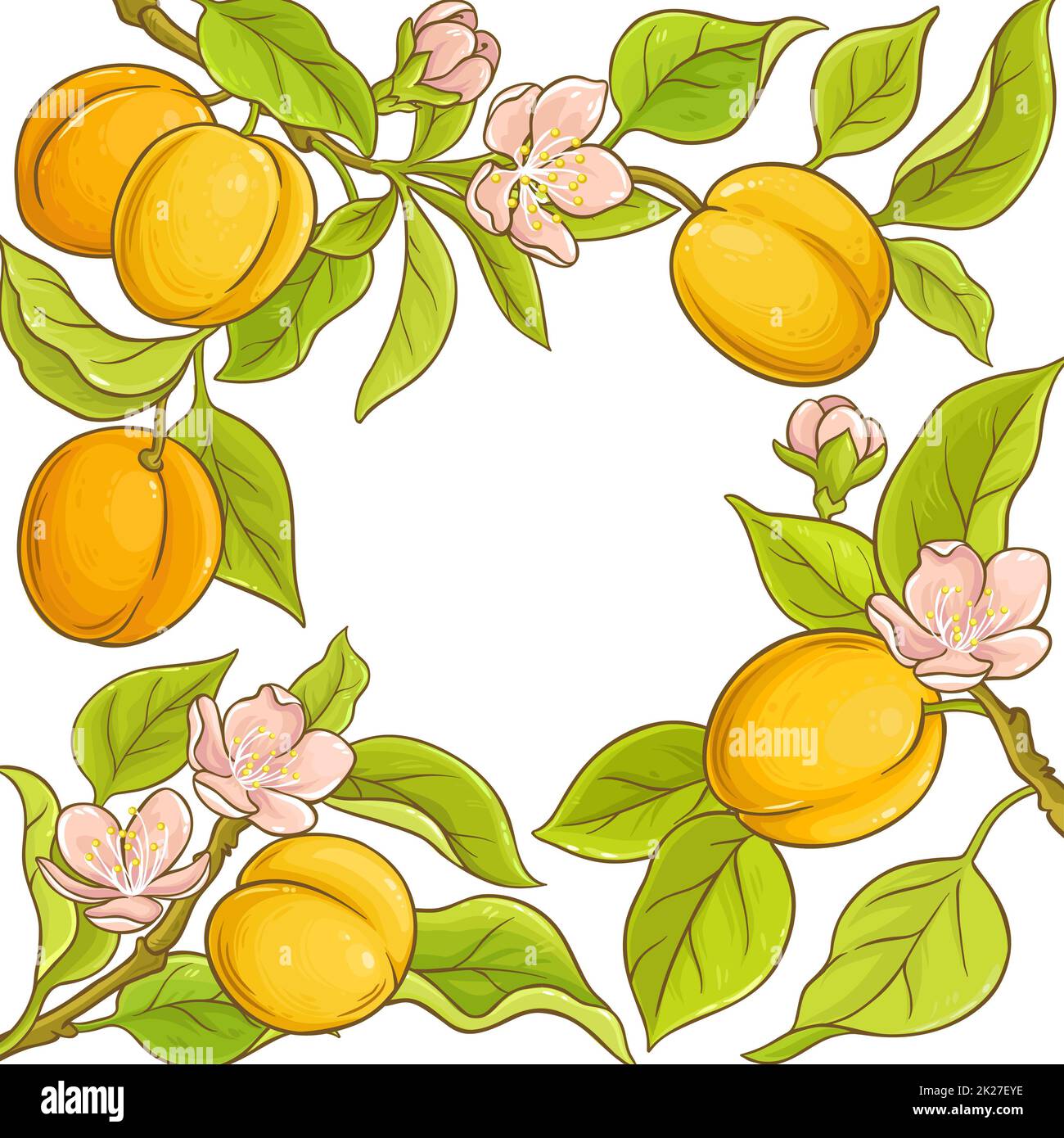 apricot vector frame Stock Photo Alamy