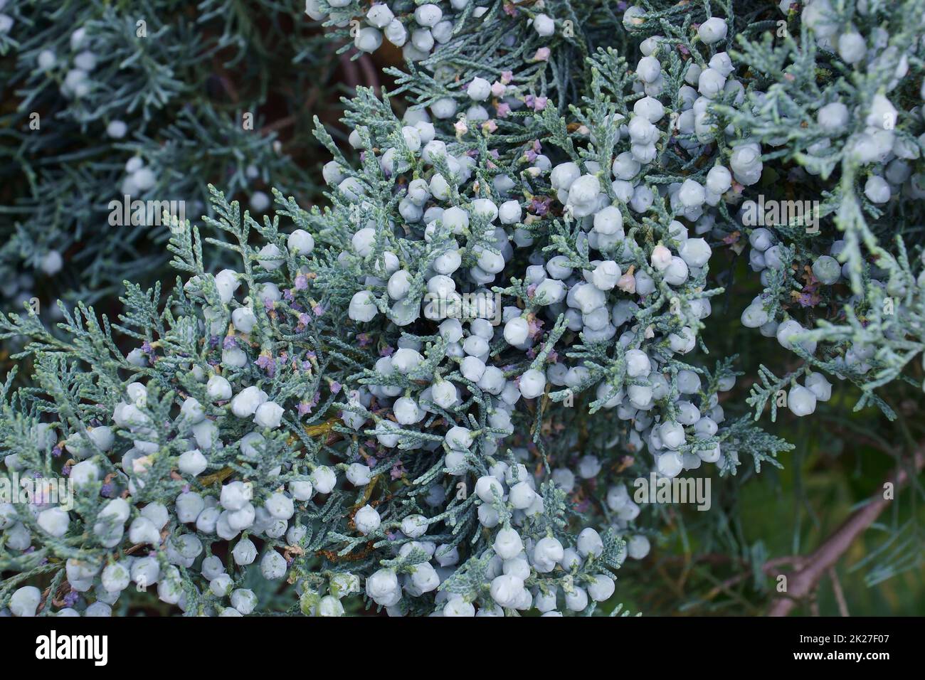 Close-up image of Grey Owl juniper cones Stock Photo