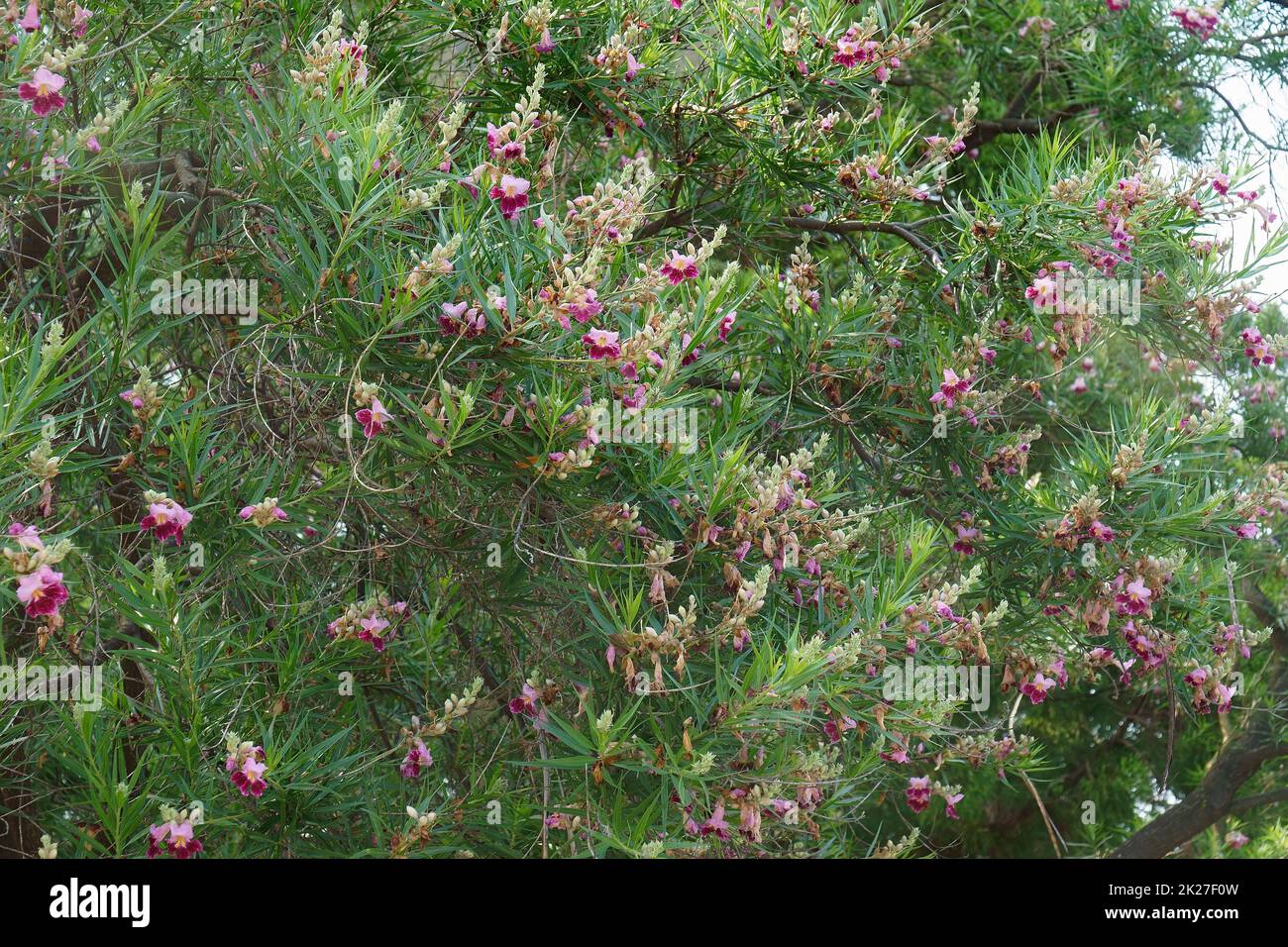 Desert willow tree in blossom Stock Photo Alamy