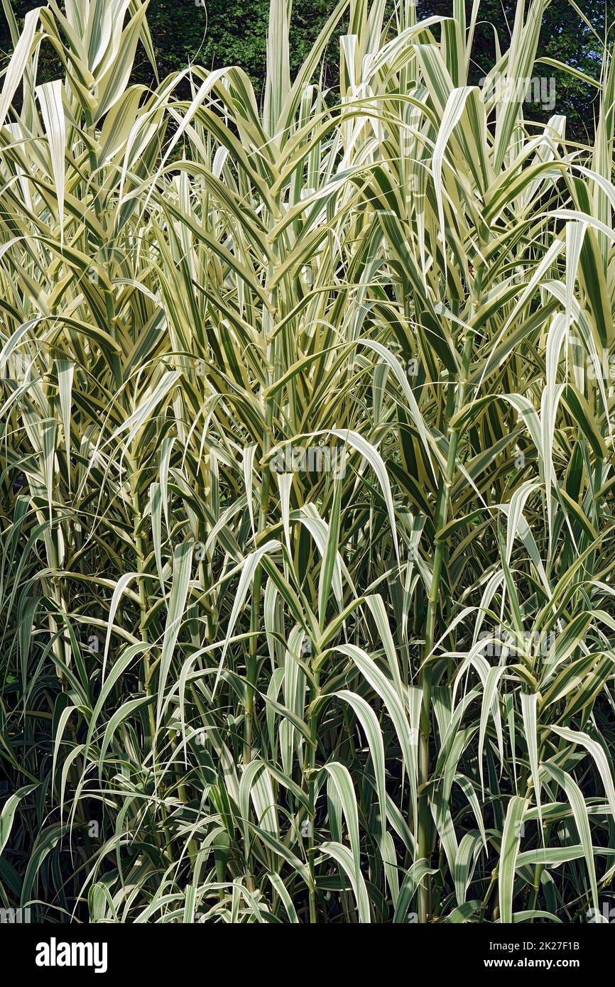 Image of multiple Striped giant reed plants Stock Photo