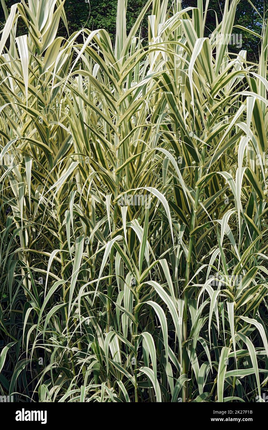 Image of multiple Striped giant reed plants Stock Photo Alamy