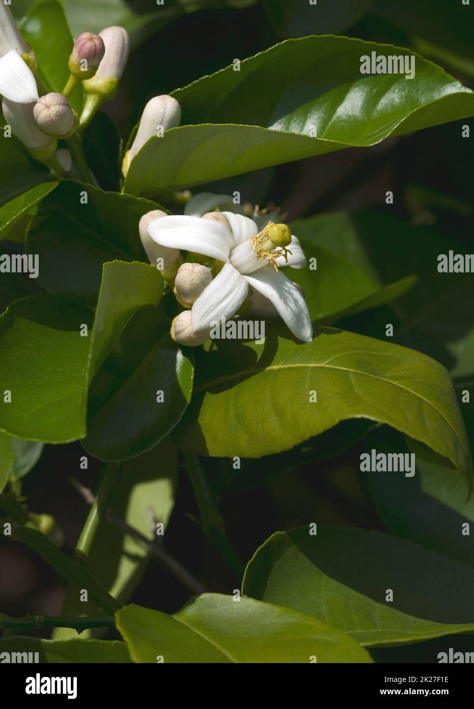 Close-up image of American wonder lemon flowers Stock Photo
