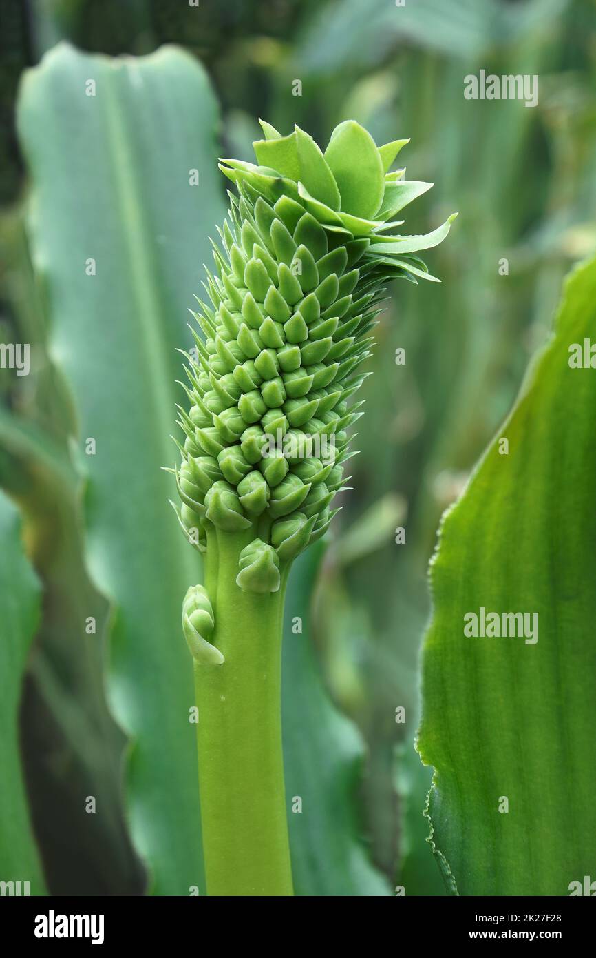 Close-up image of Pole Evansii Pineapple lily flowers Stock Photo