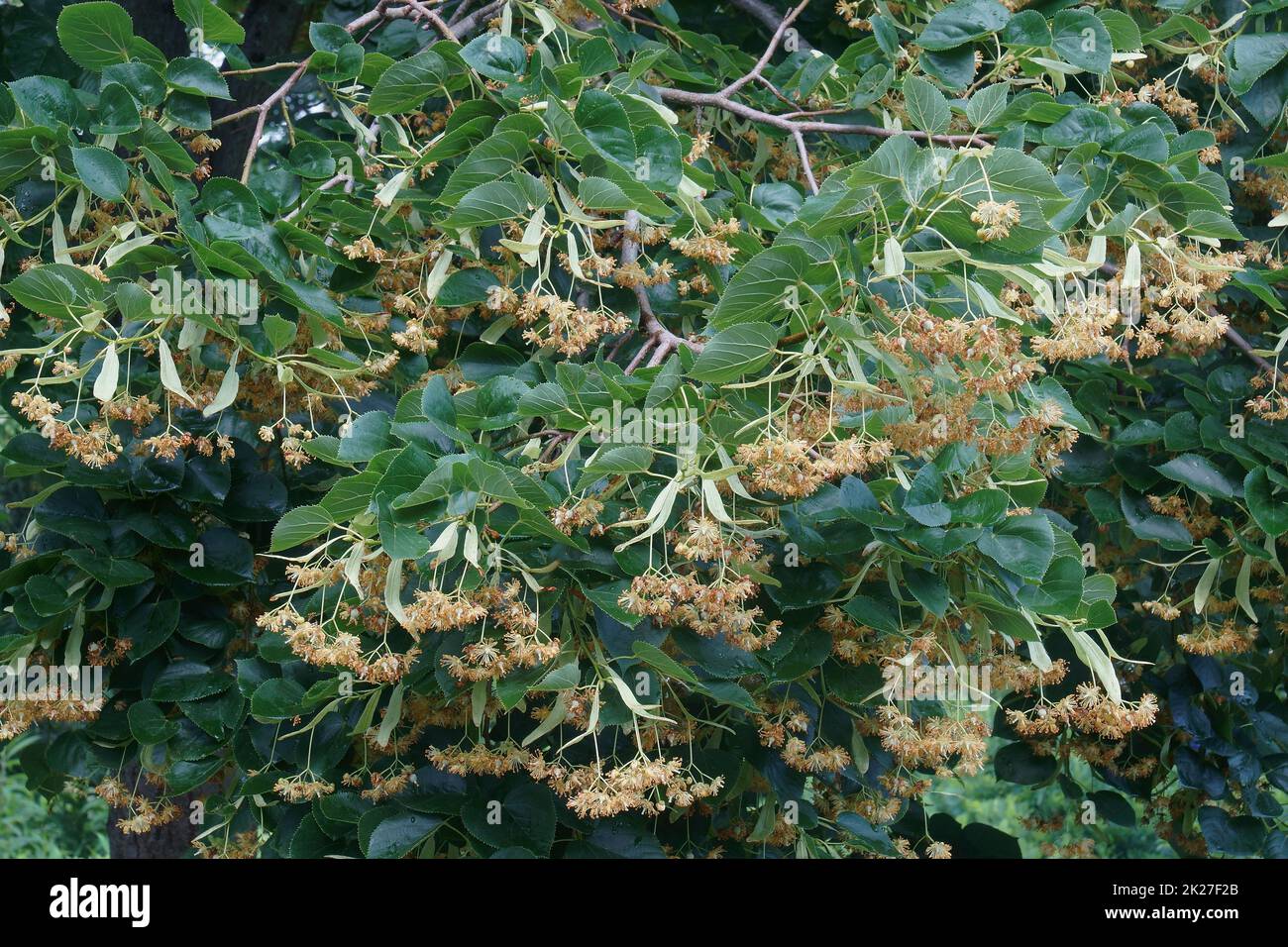 Close-up image of Caucasia linden in blossom Stock Photo