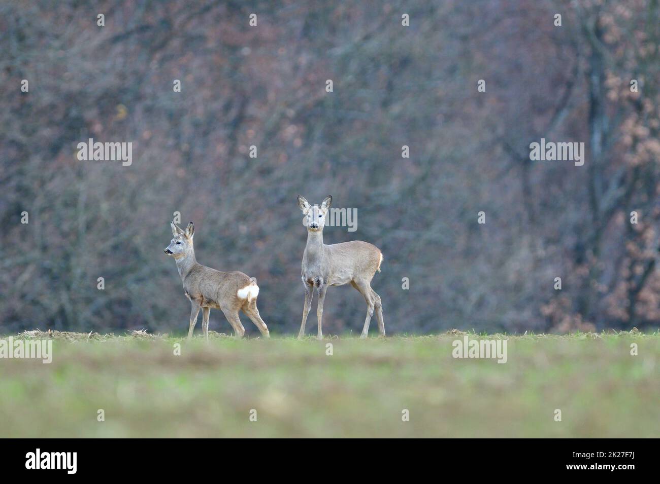 Roe deer fawns and spring hi-res stock photography and images - Alamy