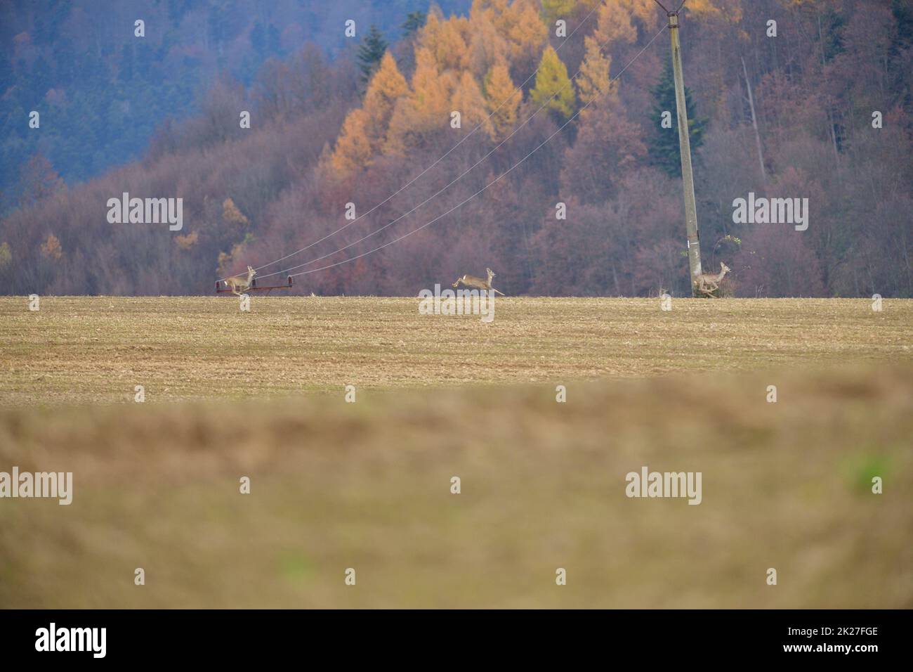 A herd of roe deer runs across a field on the horizon in autumn Stock Photo