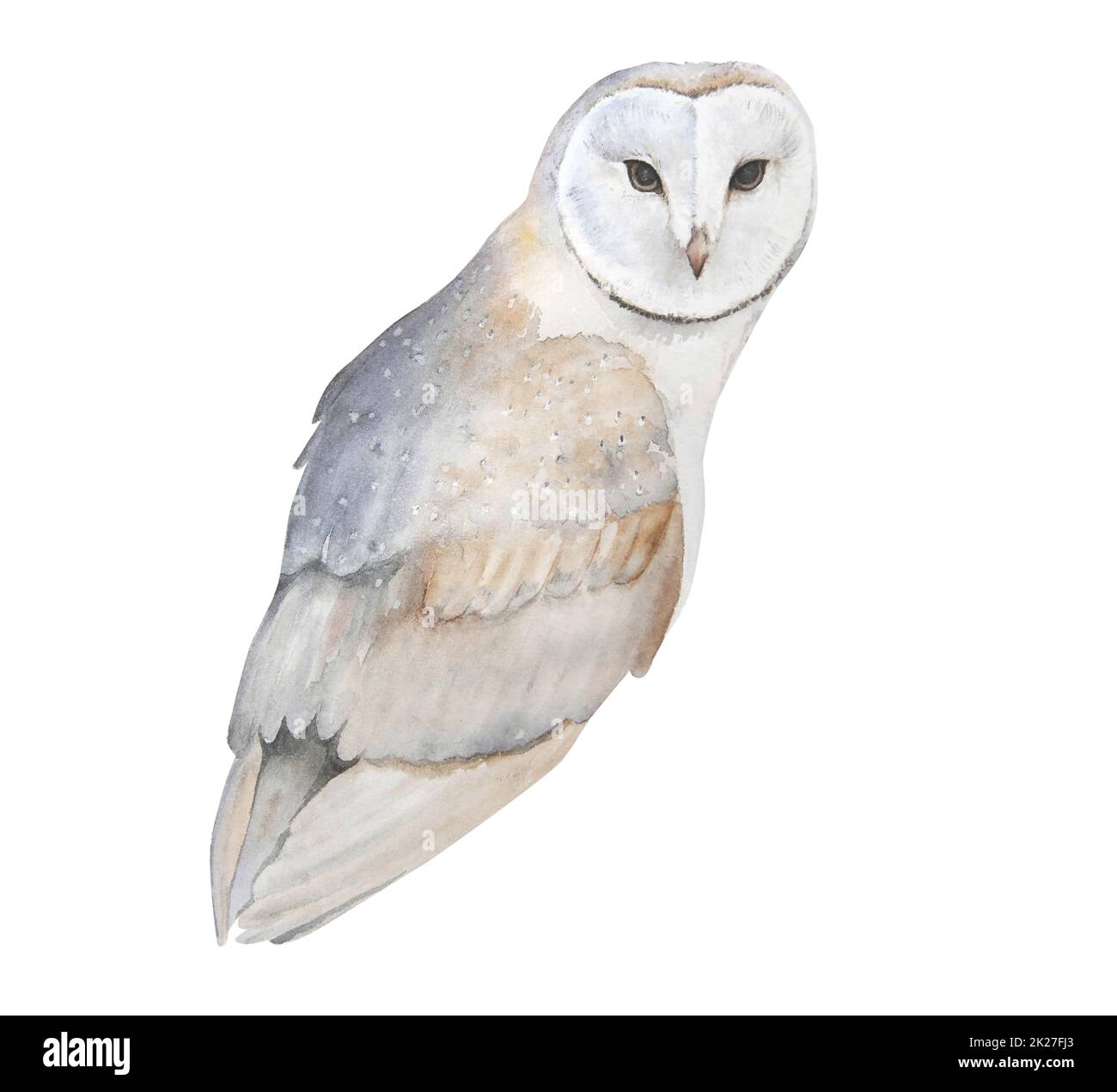 Watercolor illustration of owl isolated Stock Photo - Alamy