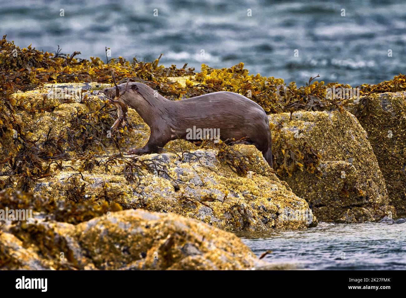 Eurasian Otter carrying a Spider Crab in its mouth, Scotland Stock
