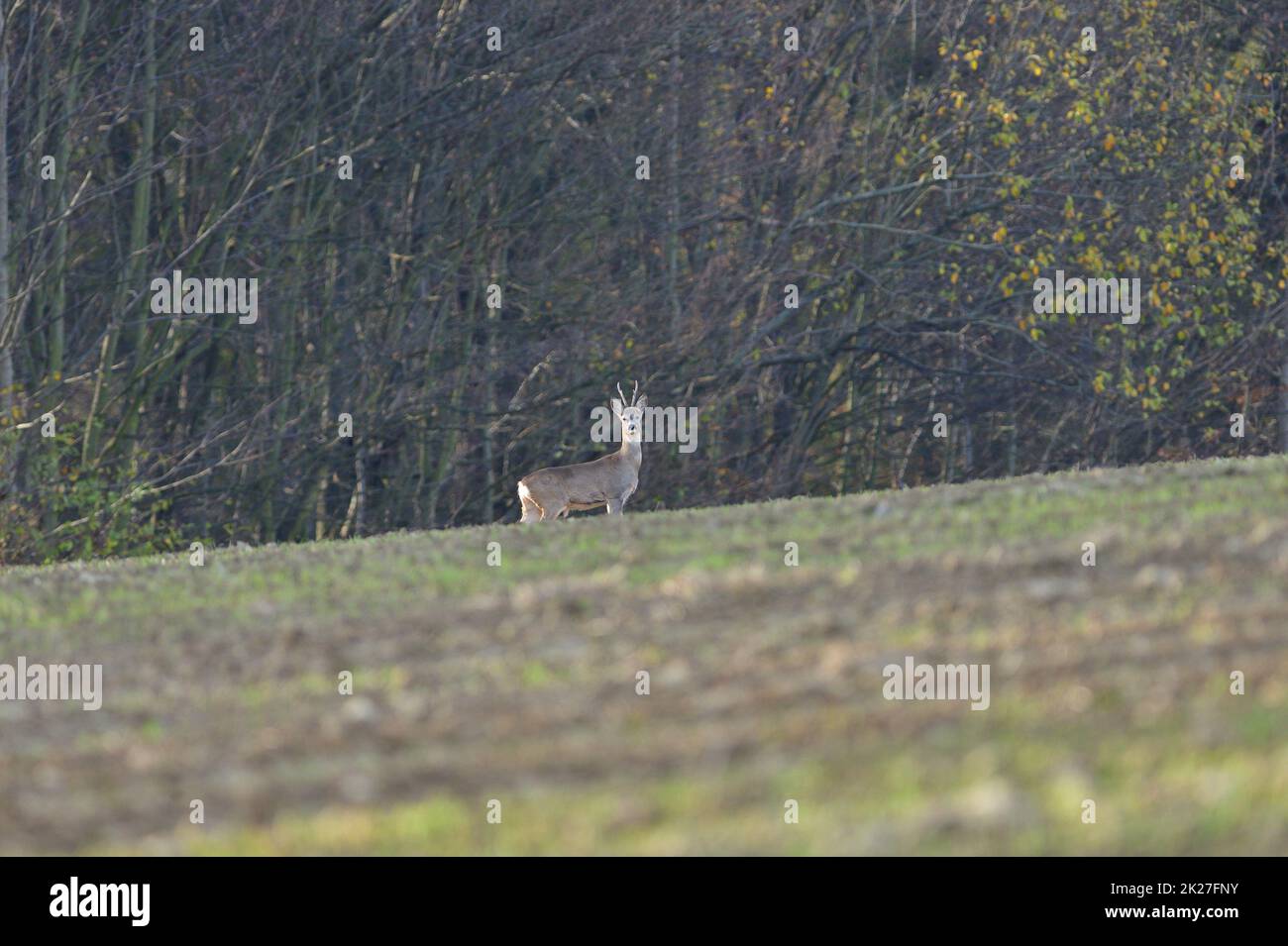 Fawns and roe deer watching on meadow in the background with a forest in autumn Stock Photo