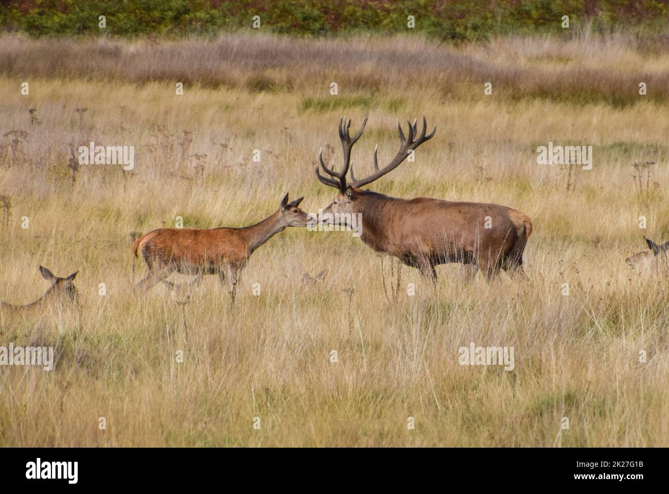 Stag Life Mating moment hi-res stock photography and images - Alamy