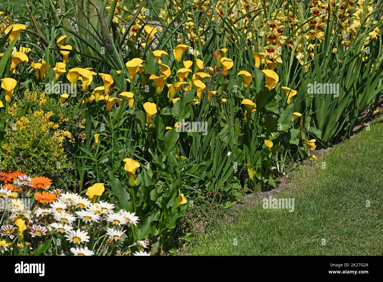 Yellow Calla and Gladioleus in yellow border. Stock Photo