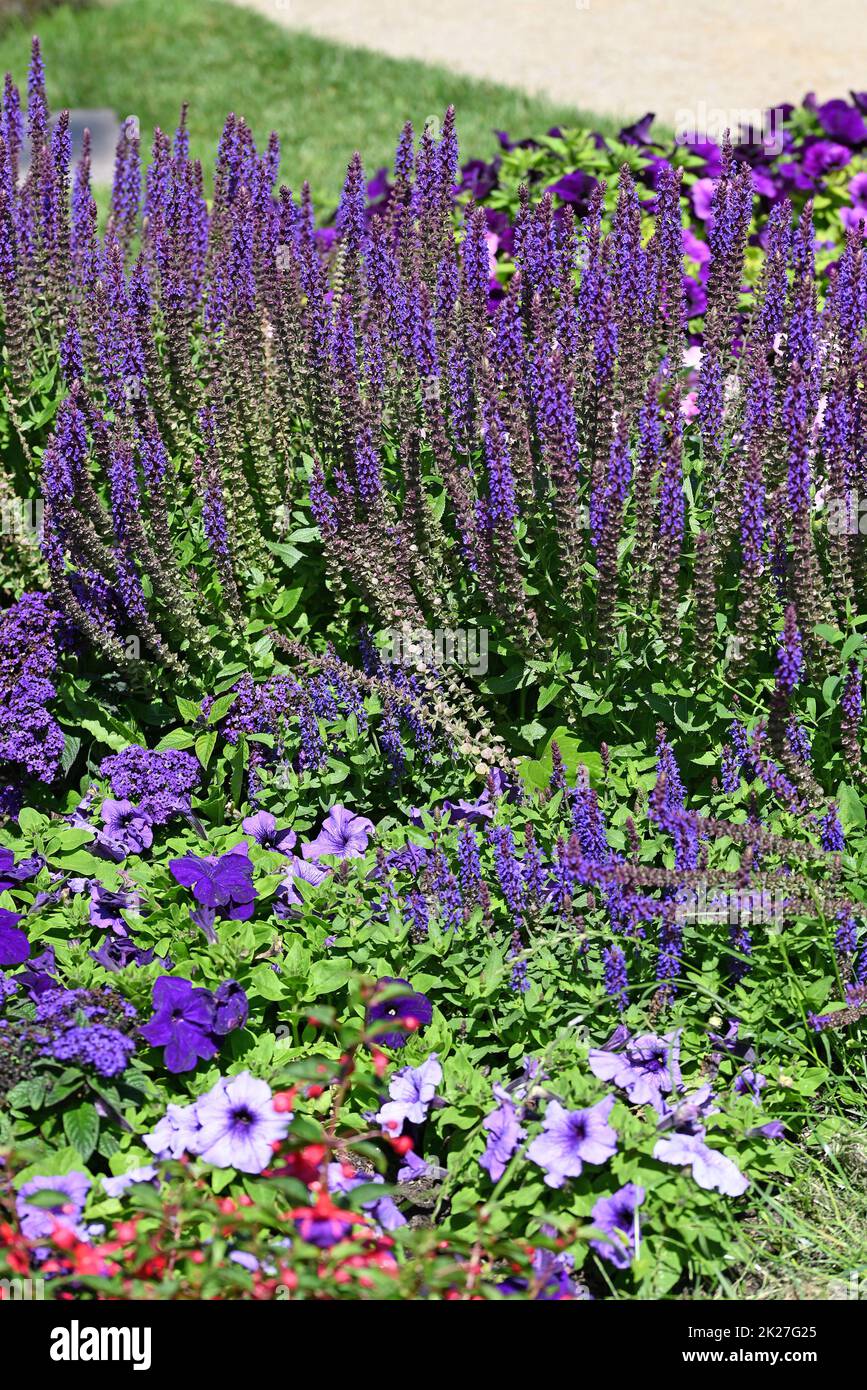 Violet blooming Sage and Surfinia in the garden Stock Photo Alamy