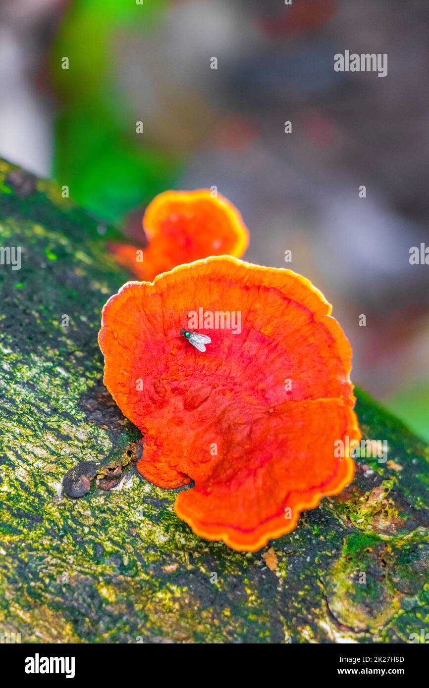 Moss mushrooms fungi lichens and fly insect on tree Brazil. Stock Photo