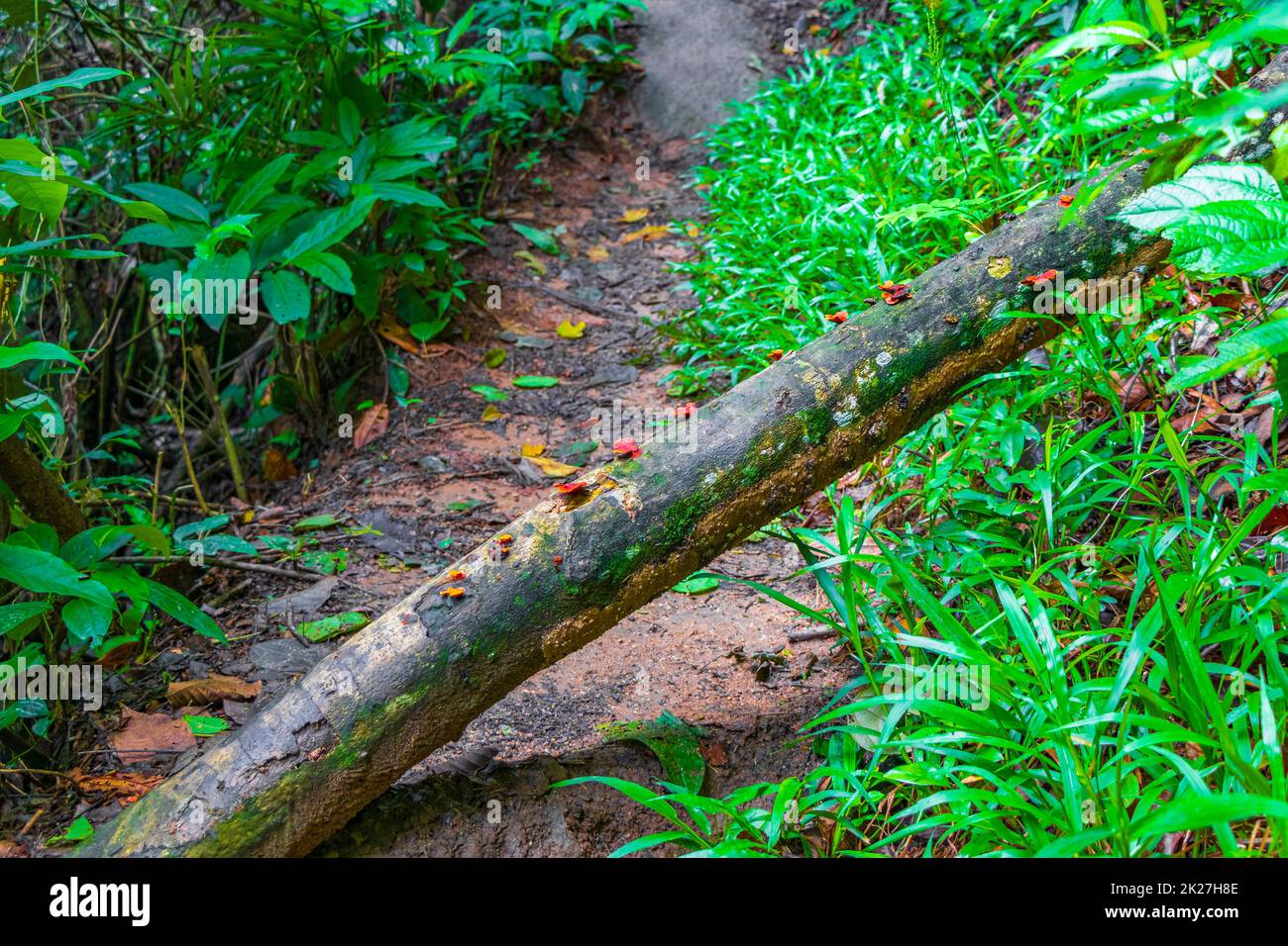 Moss mushrooms fungi lichens on tree natural tropical jungle Brazil. Stock Photo