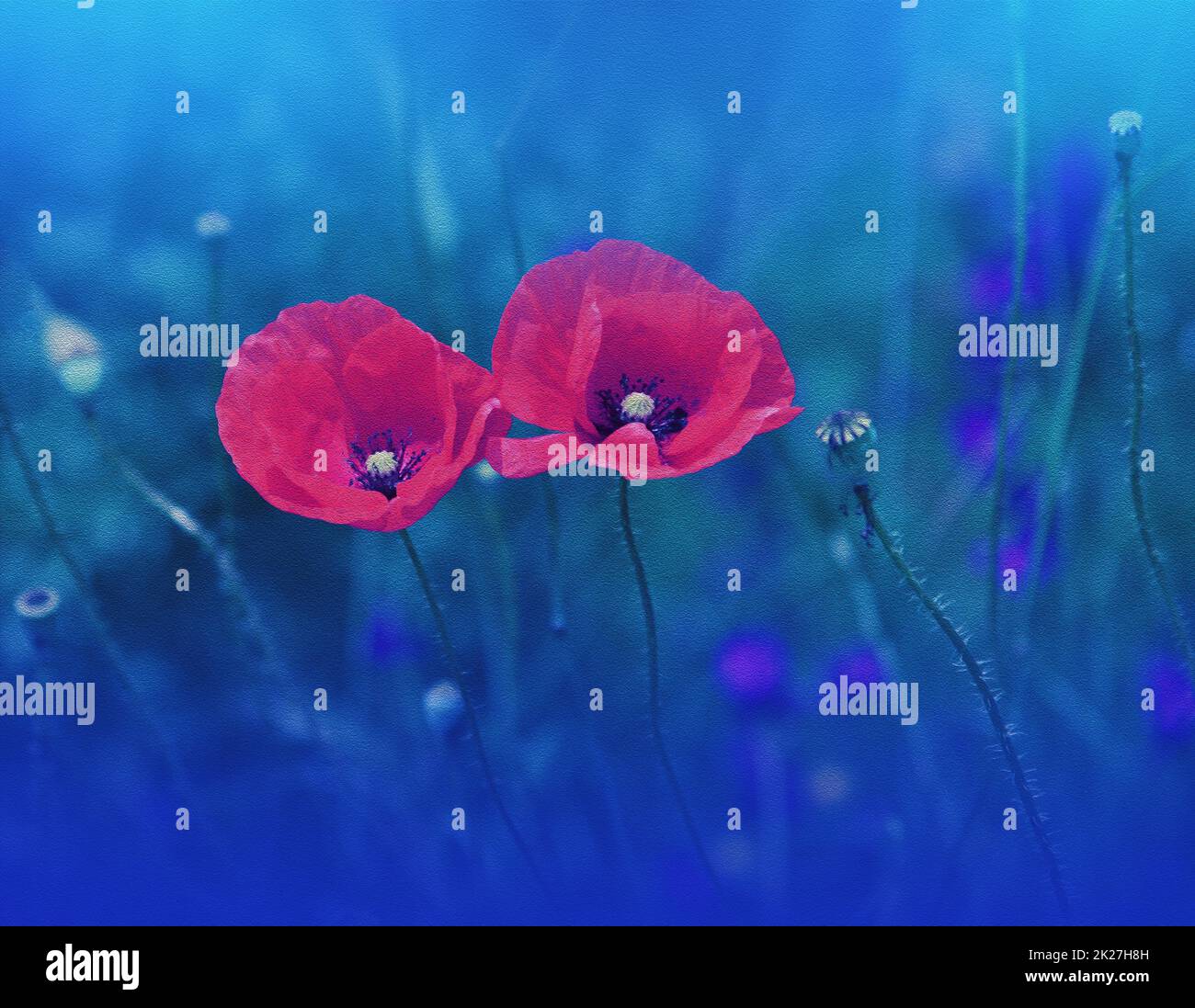 Beautiful Macro Photo.Magic Red Poppy Flower.Floral Art Design.Close up Photography.Conceptual Abstract Image.Blue Background.Fantasy Art.Creative Wallpaper.Beautiful Nature Background.Amazing Spring Poppies Flowers.Copy Space.Wedding Invitation. Stock Photo
