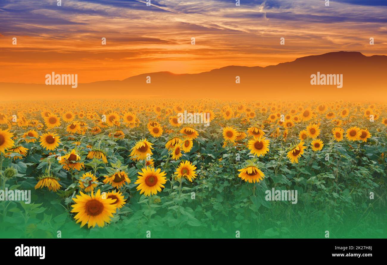 Beautiful Sunflower Field at Sunset.Landscape From a Sunflower Farm.Agricultural Landscape.Sunflowers Field Landscape.Orange Nature Background.Field of Blooming Sunflowers on a Background Sunset.Greeting Card Argiculture Concept.Art Photography Wallpaper. Stock Photo