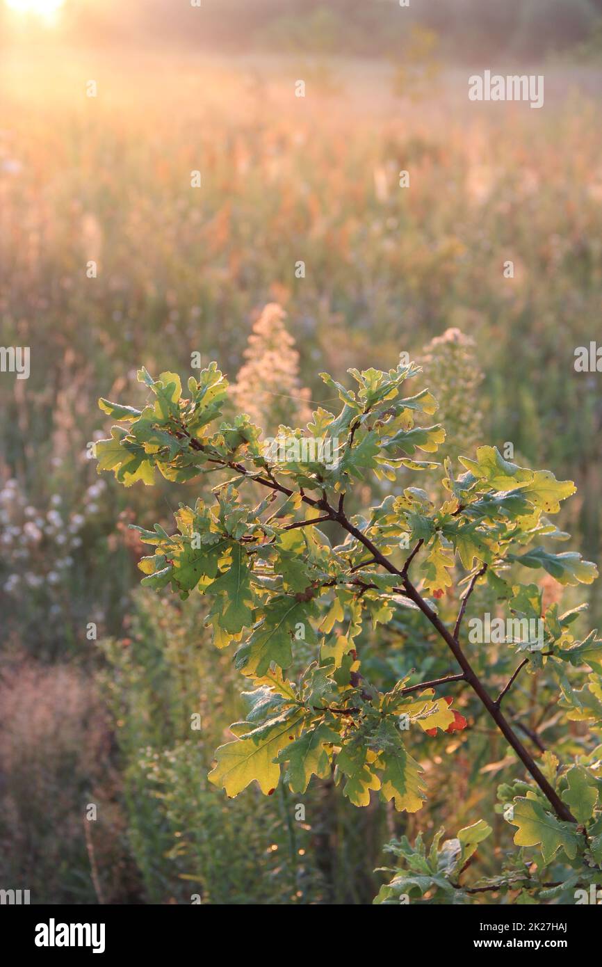 Oak branch with green leaves in sunny rays. Drops of dew on leaves of tree Stock Photo