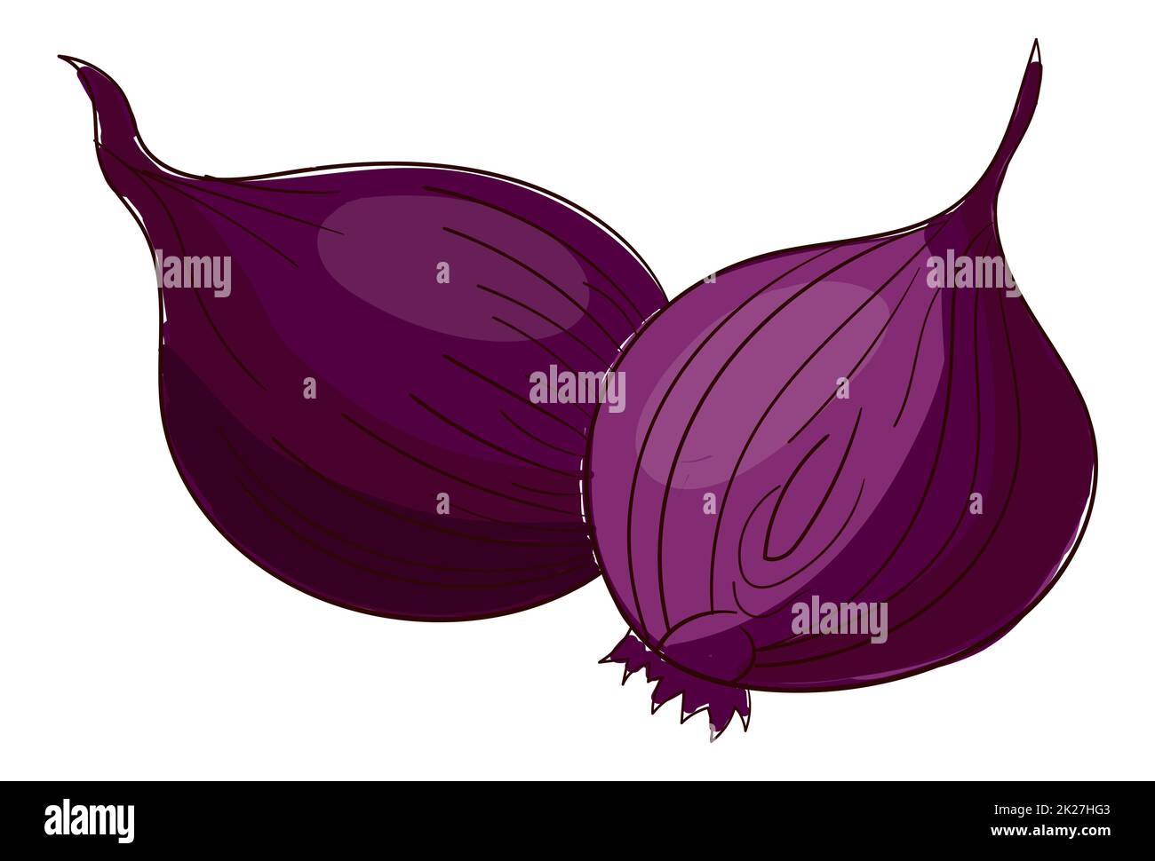 Realistic fresh onion isolated on white background - Vector Stock Photo ...