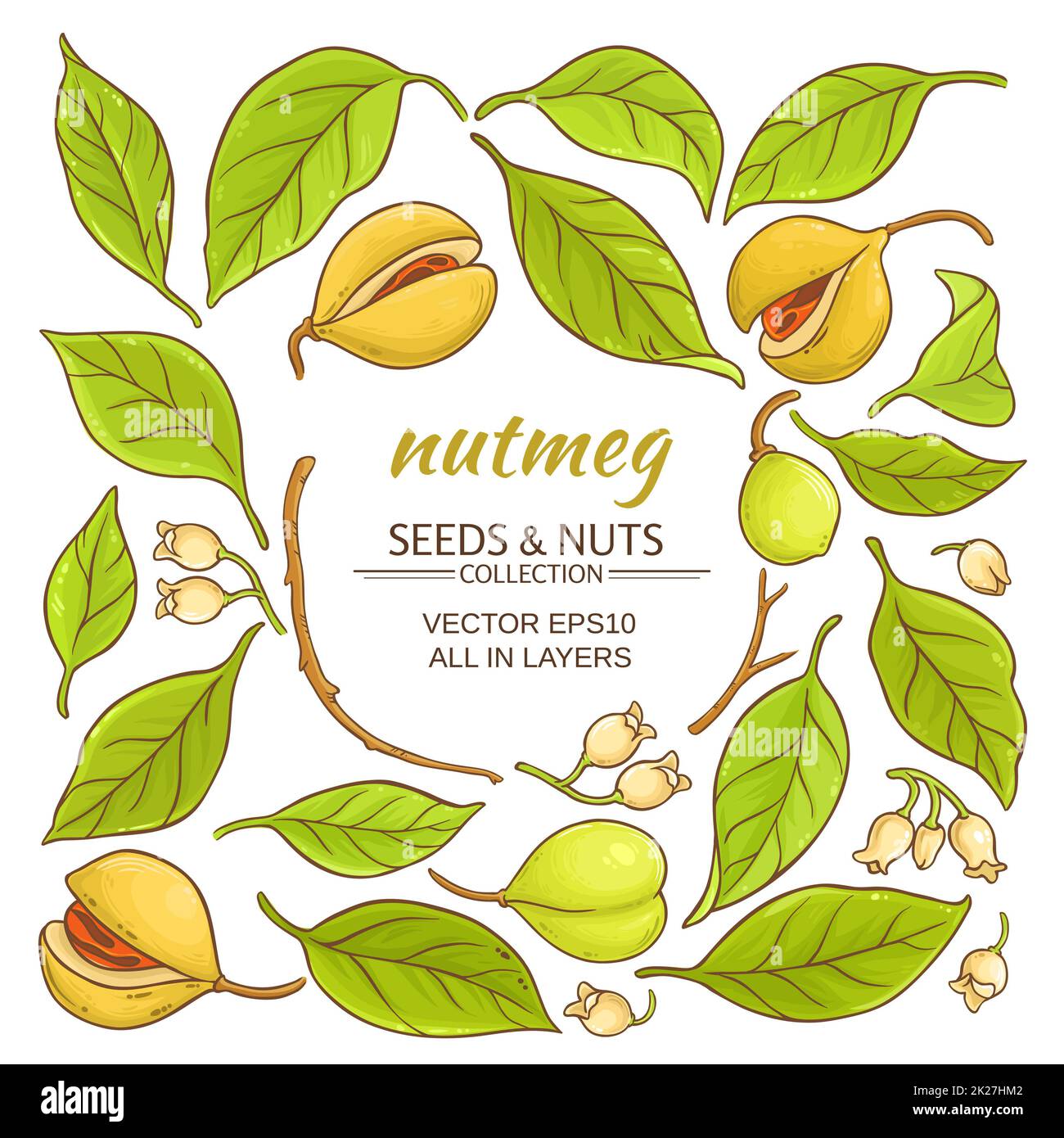 nutmeg elements set Stock Photo Alamy