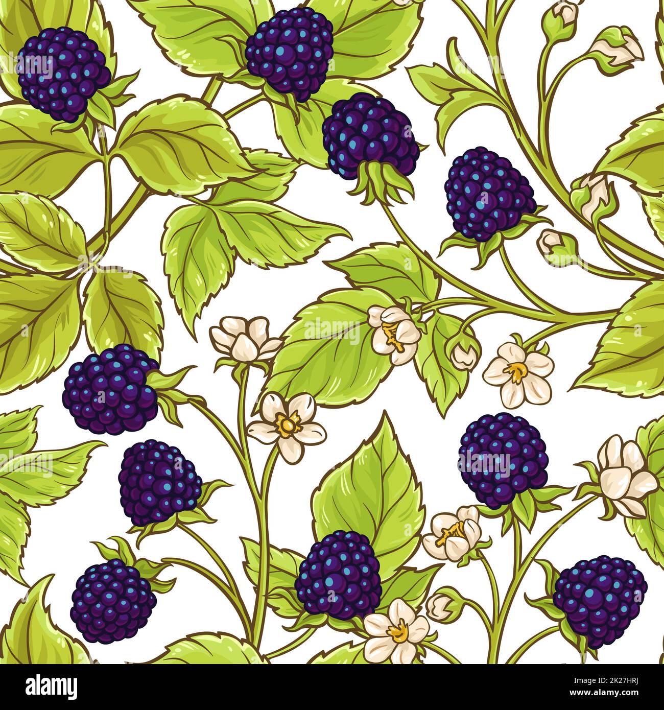 blackberry vector pattern Stock Photo