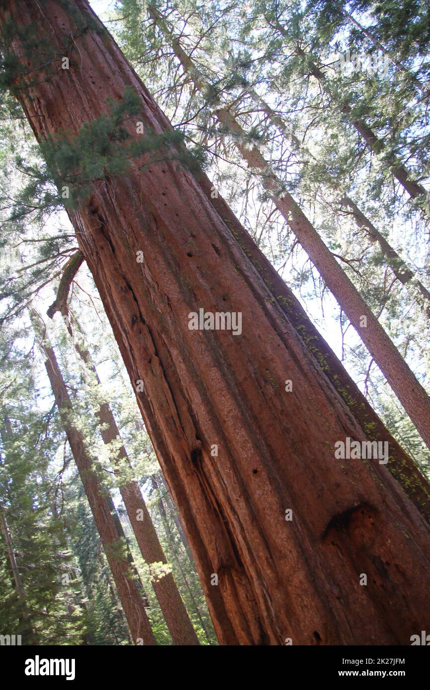 The tall and big Sequoia trees in the Yosemite National Park Stock Photo