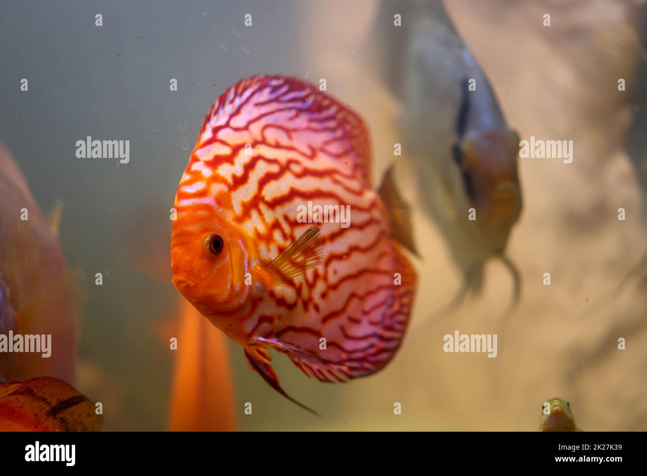 A discus fish in an aquarium. Discus fish originate from the Amazon ...