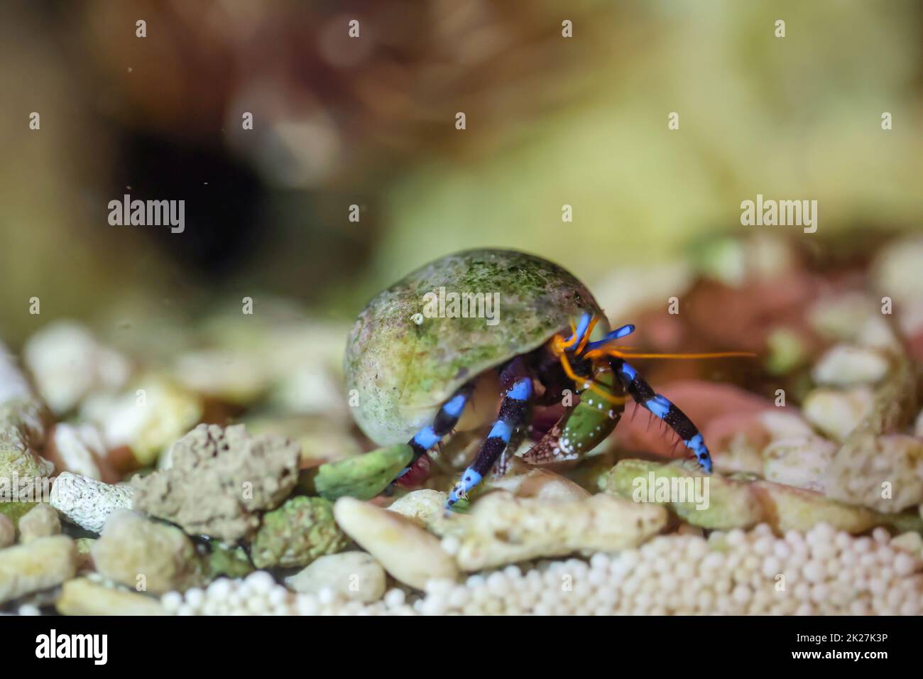 A hermit crab, crab in a snail shell in the marine aquarium. Stock Photo