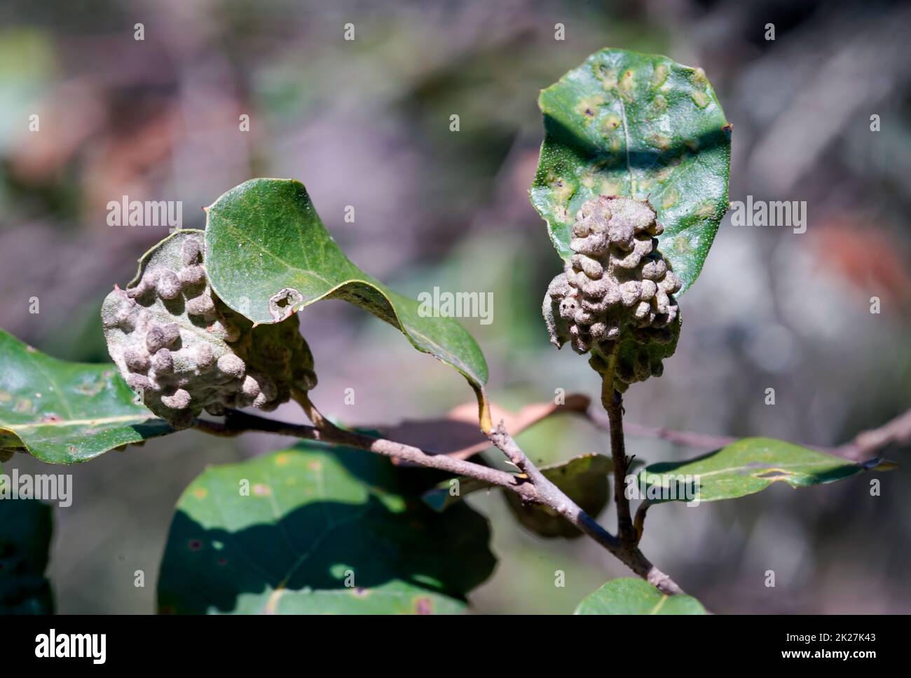 Insects have nested in the leaves of a tree and left their offspring. Stock Photo