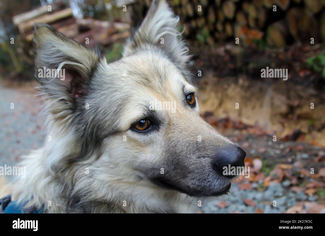 Portrait of a dog in the forest. A dog observes its surroundings. Stock Photo