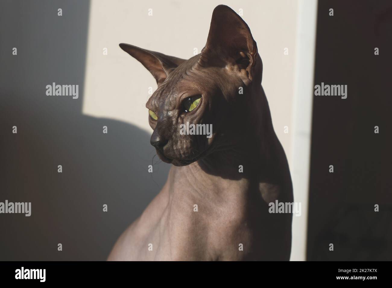Grey sphynx cat. domestic animal. adorable pet Stock Photo