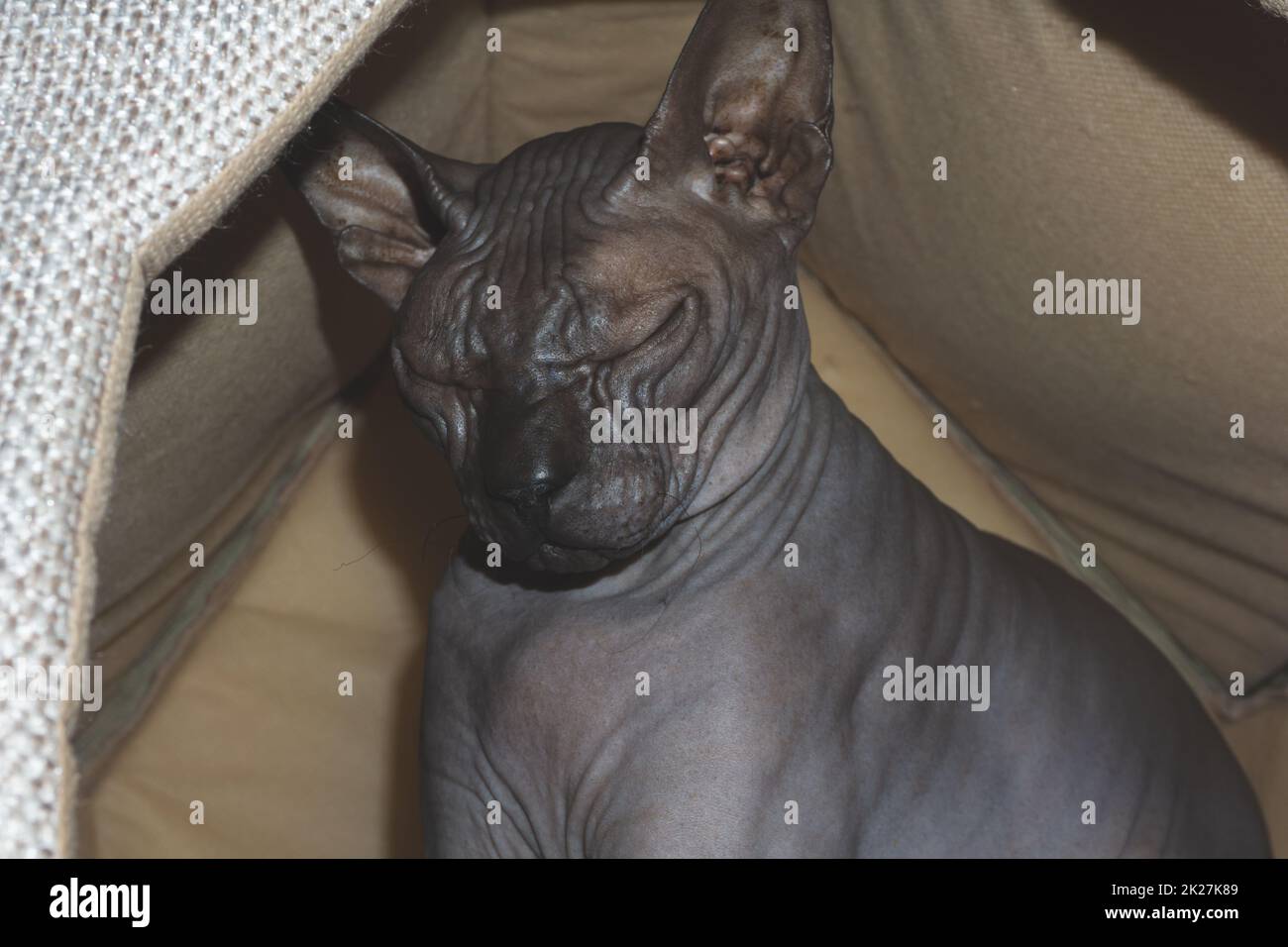 Grey sphynx cat. domestic animal. adorable pet Stock Photo