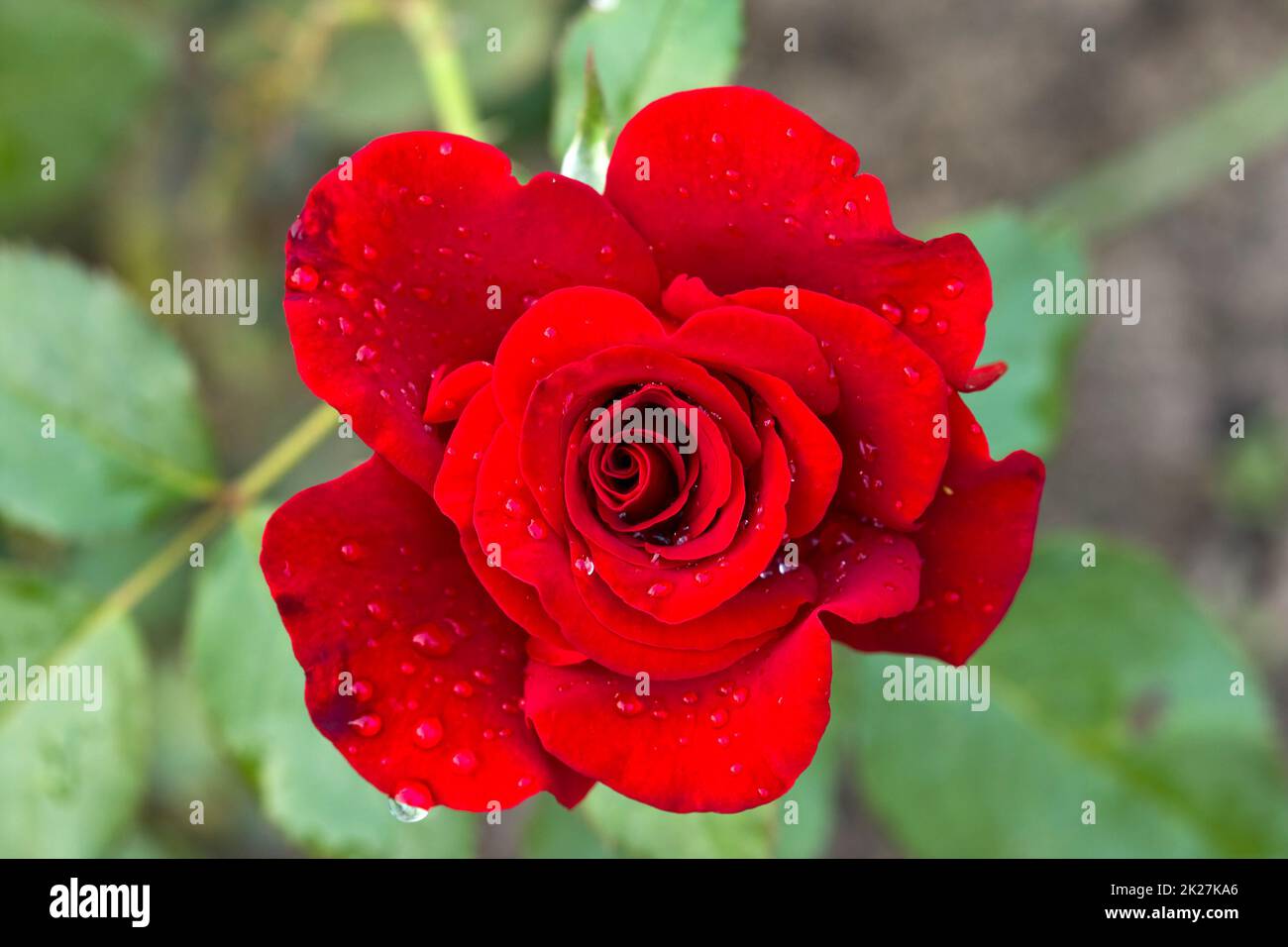 rose and drops Stock Photo