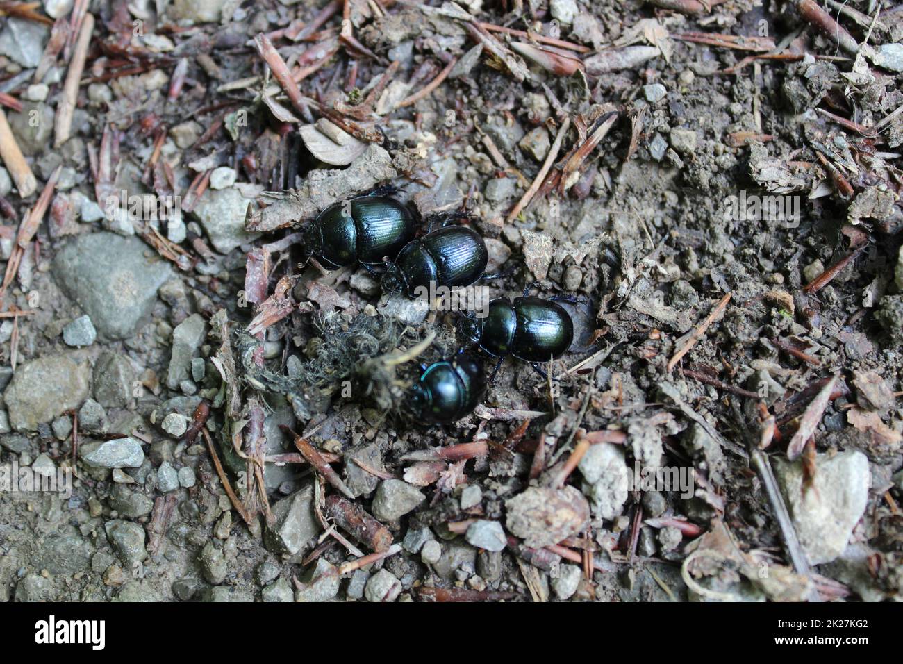 many dung beetles in the forest Stock Photo