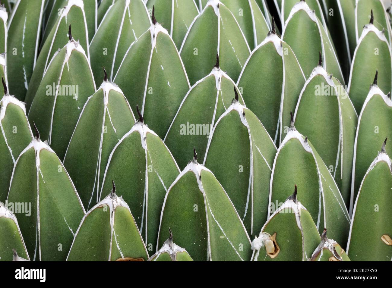 agave victoriae-reginae Stock Photo