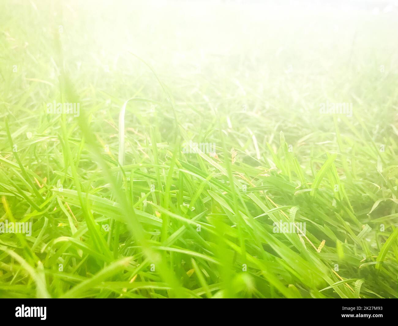 Grass fog hi-res stock photography and images - Alamy
