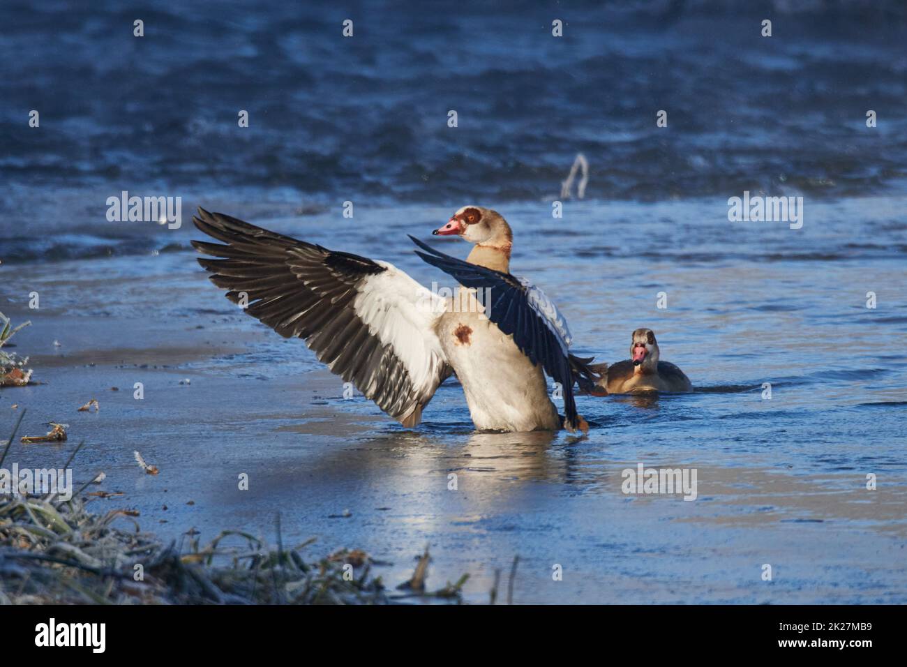 Egyptian goose (Alopochen aegyptiaca) in winter in saxon Stock Photo