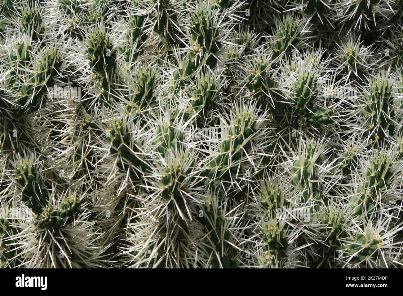 cactus  cylindropuntia tunicata Stock Photo