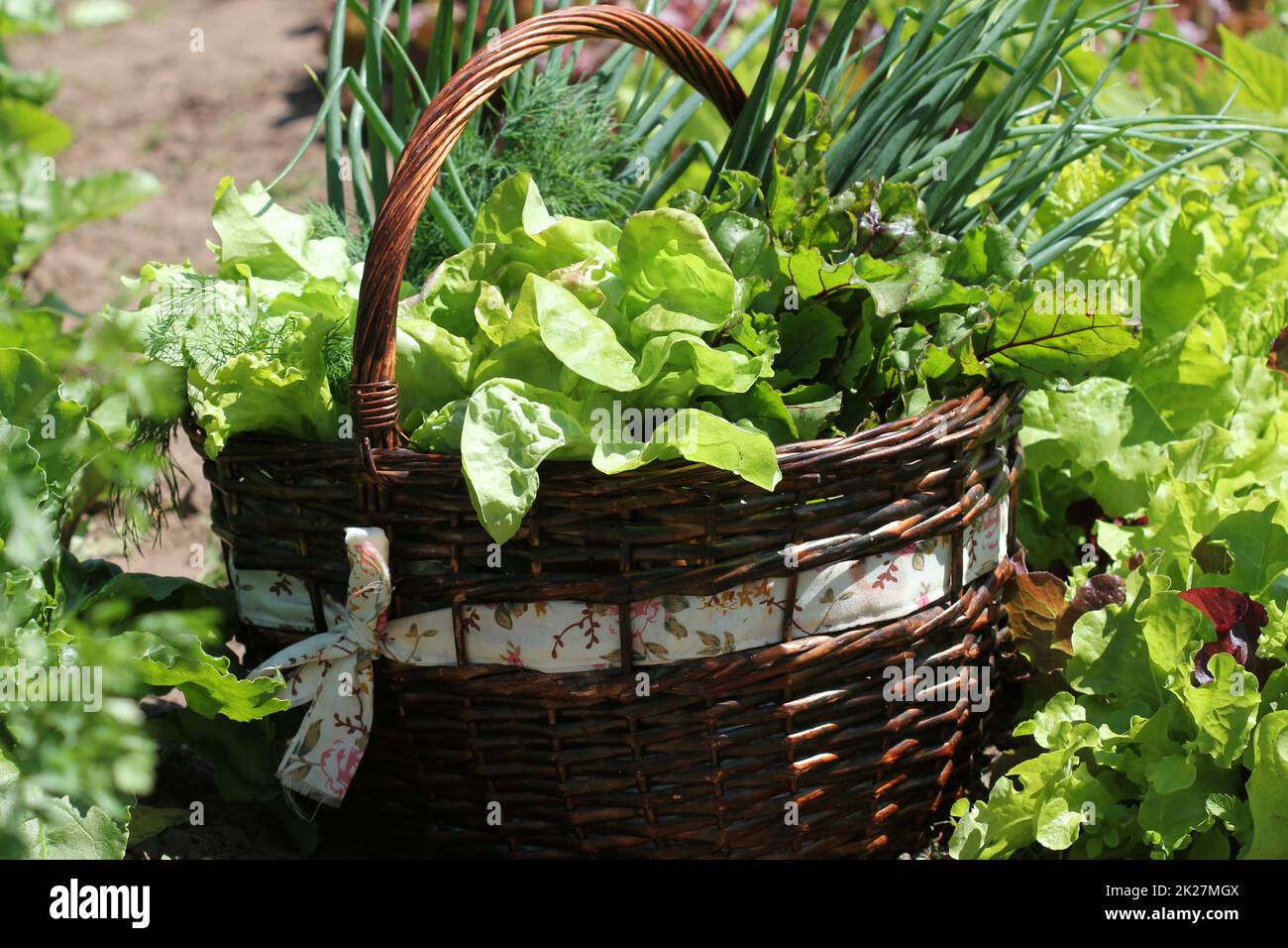 Fresh organic vegetalbles-lettuce,leek, dill,beetroot in a basket placed near a vegetable patch Stock Photo