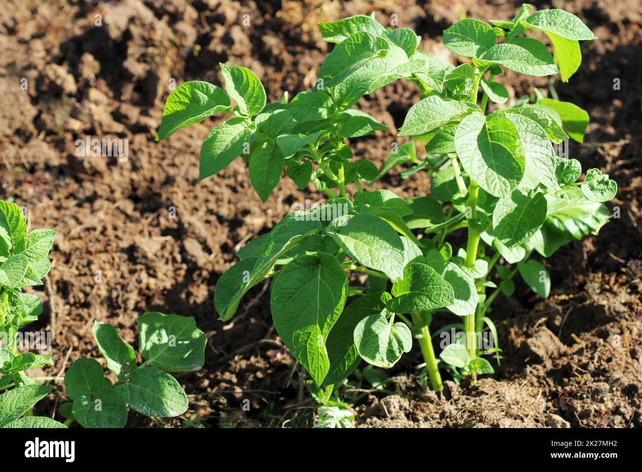 Green potato plant. Leaf of vegetable. Organic food agriculture in garden, field or farm Stock Photo