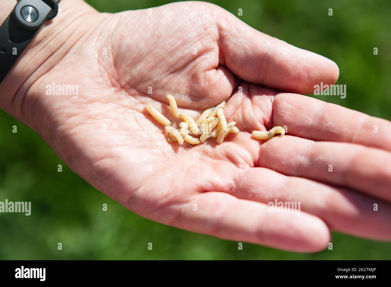 Live maggot larvae in a man's hand. Food for fish. The concept of men's recreation on a fishing trip. Stock Photo