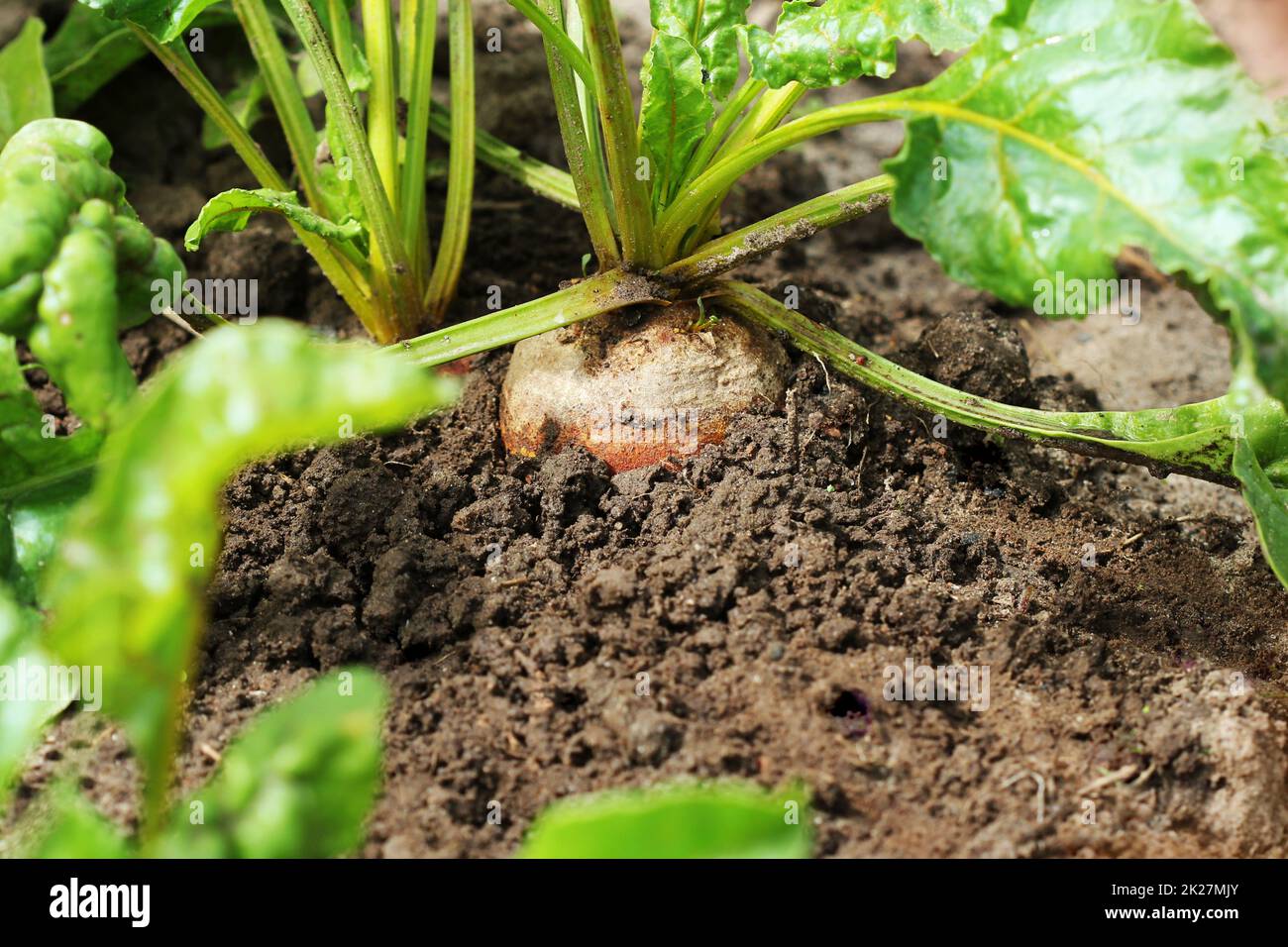 Organic golden beets growing in bed Stock Photo Alamy