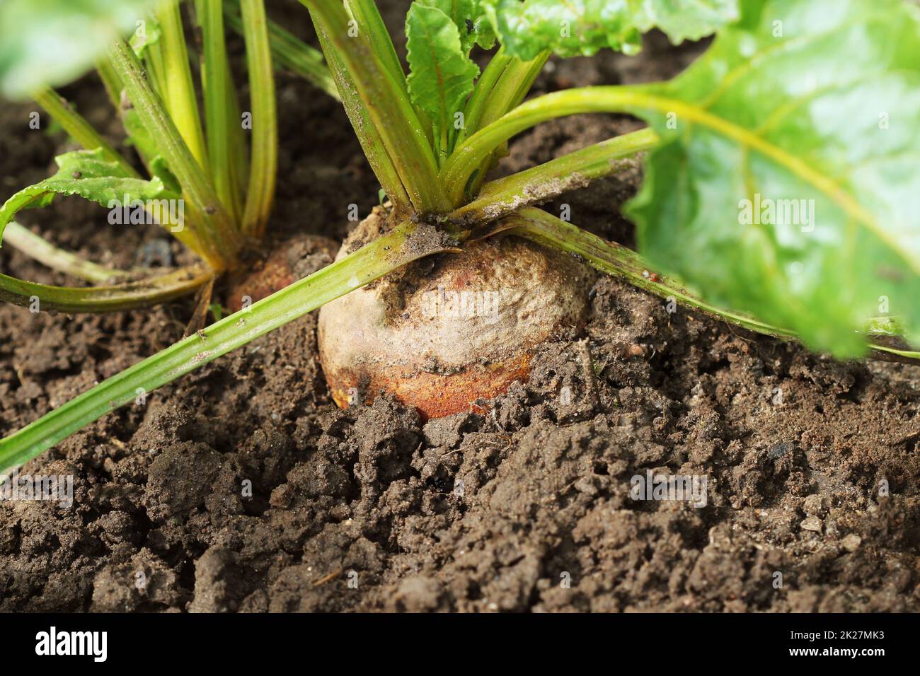 Organic golden beets growing in bed Stock Photo