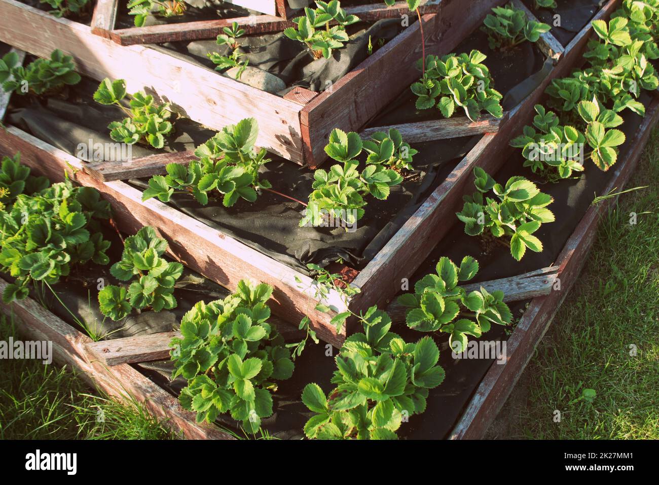 Strawberries in raised garden bed. Pyramid raised garden Stock Photo