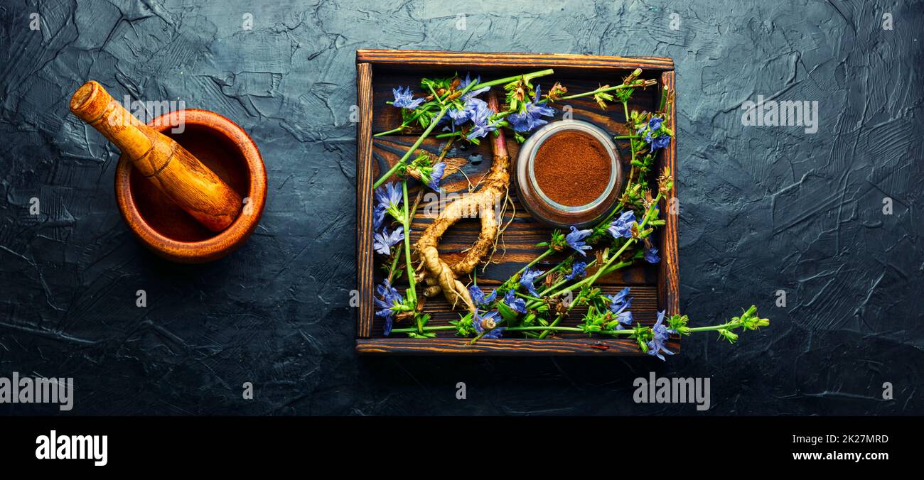 Chicory in herbal medicine Stock Photo