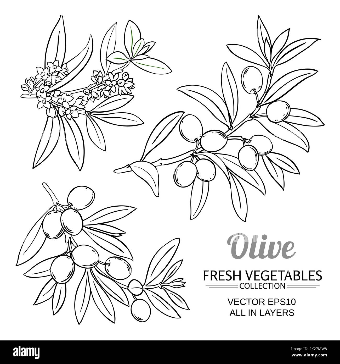 olive branches vector set Stock Photo