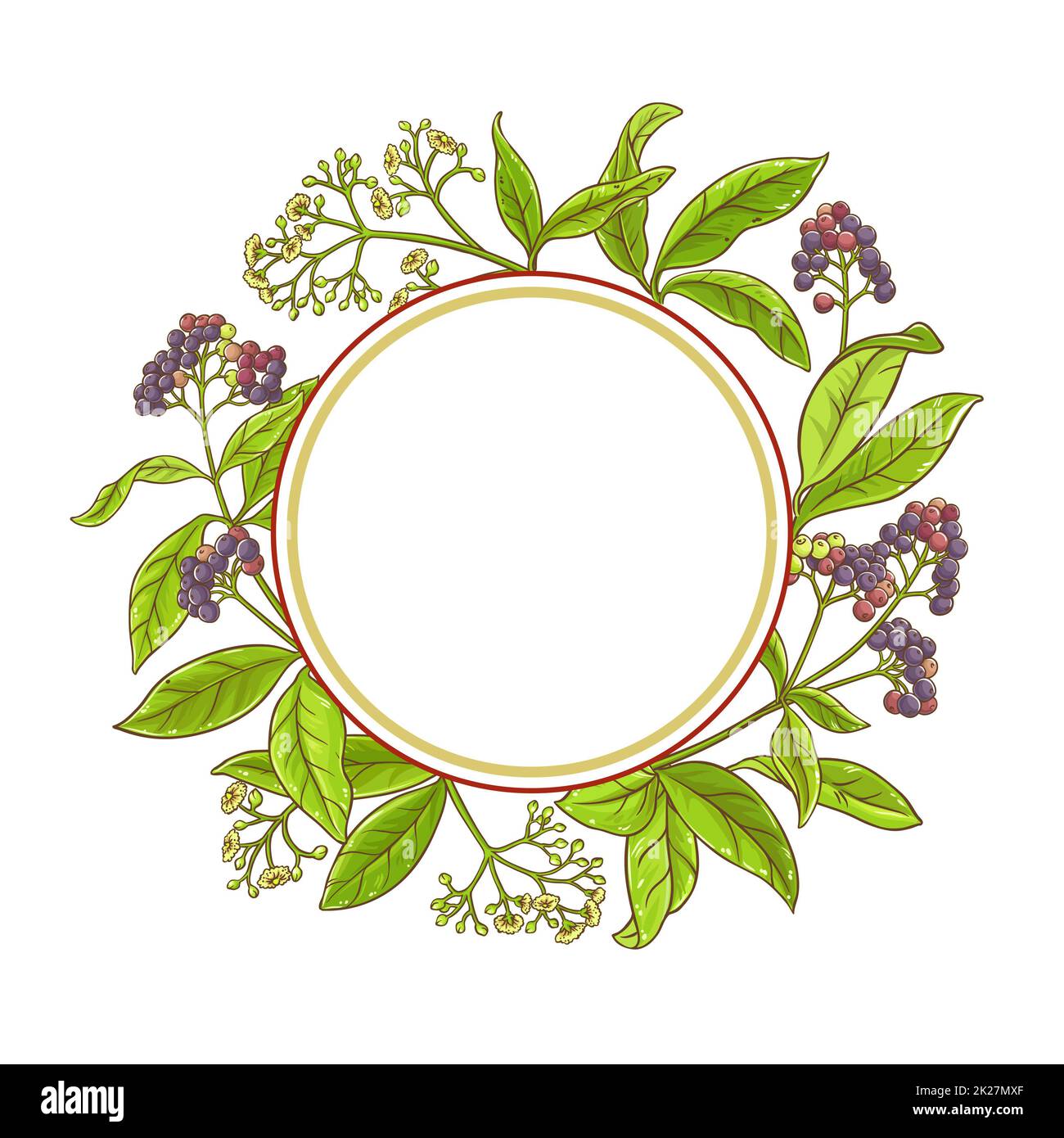 allspice branch vector frame Stock Photo Alamy